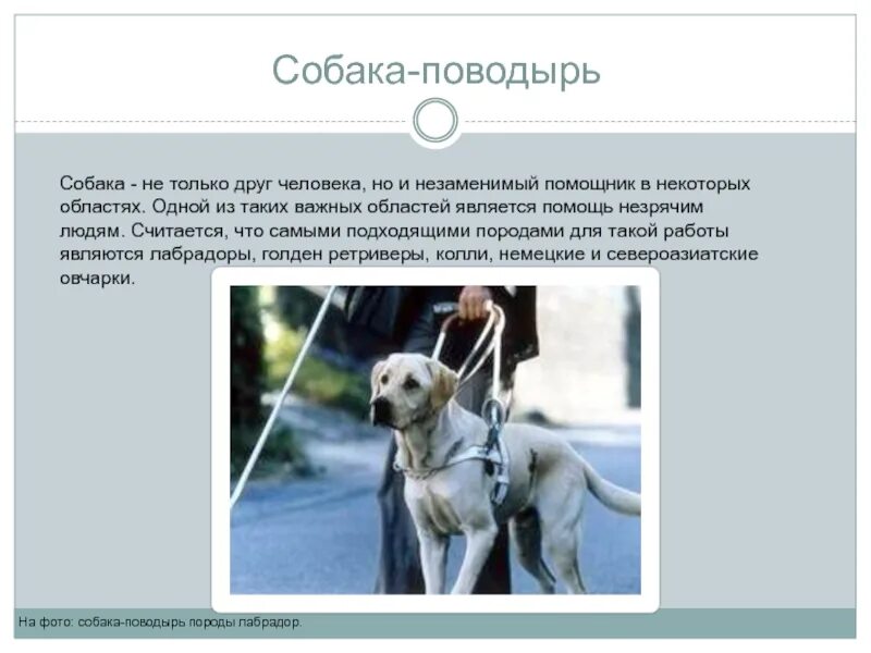 Джек поводырь ответы 4 класс контрольная работа. Удостоверение собаки поводыря. паспорт собаки поводыря. джек поводырь. рассказ джек поводырь.