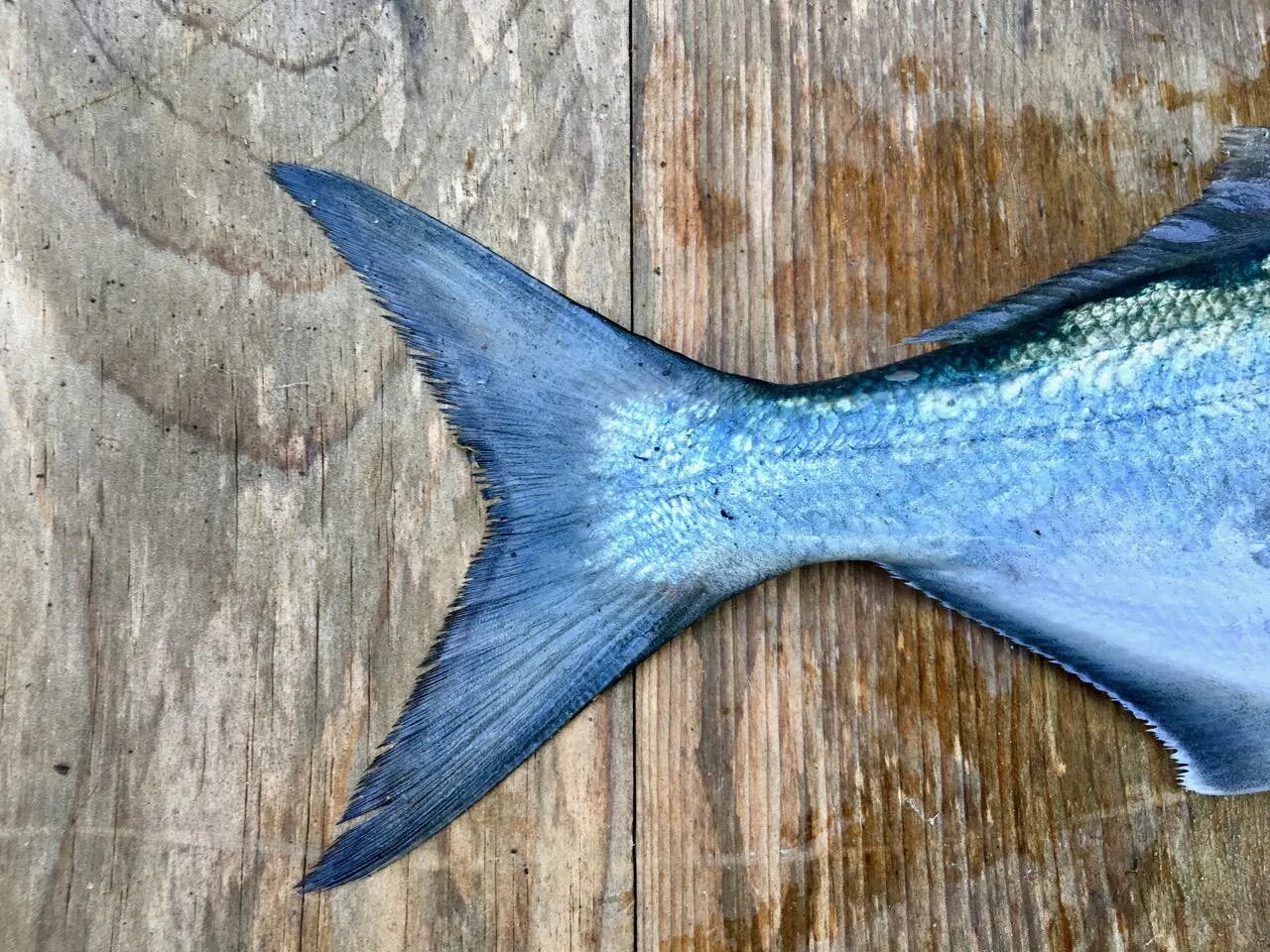 У какой рыбы хвост. Bluefish рыба. Хвост рыбы. Рыбы с синим хвостом.