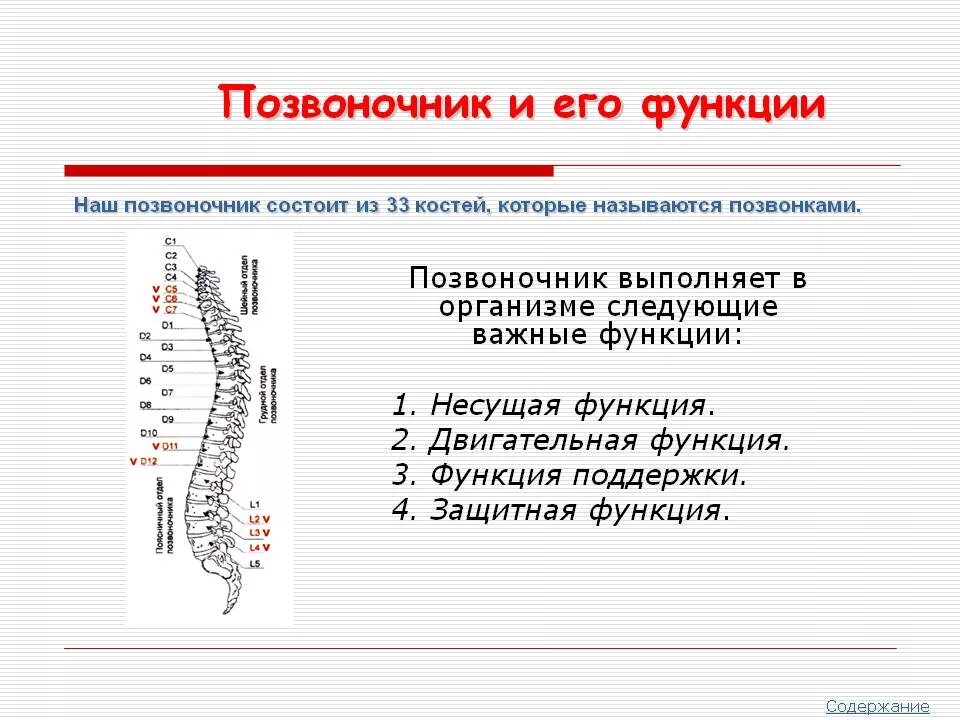 Роль позвоночных