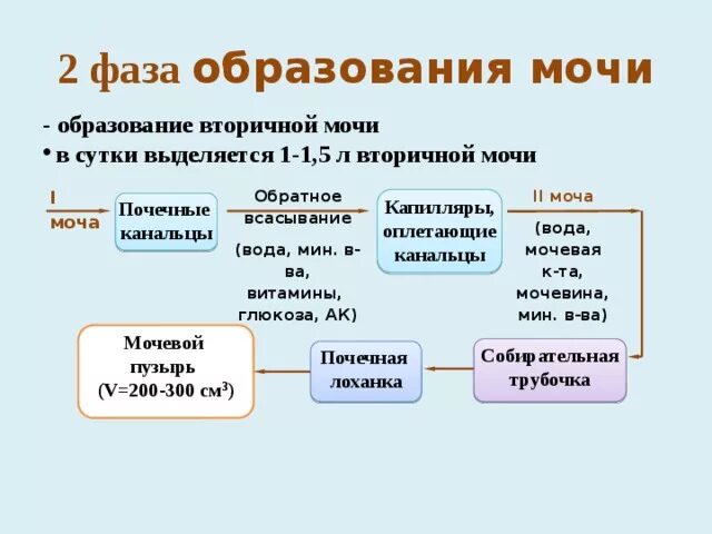 Заполните таблицу образование мочи 1 фаза 2 фаза. Механизм образования вторичной мочи. Этапы образования мочи схема. Механизм образования и состав первичной мочи.