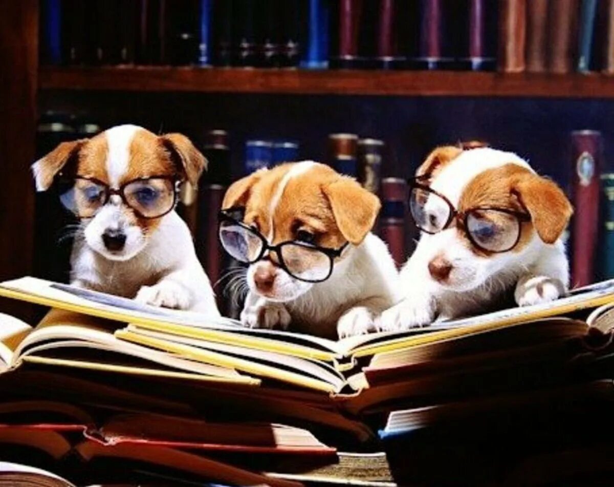 Книжные собаки. Собака ученый. Собачка чихуахуа умная. Книжка про собачку. Животные читают книги.