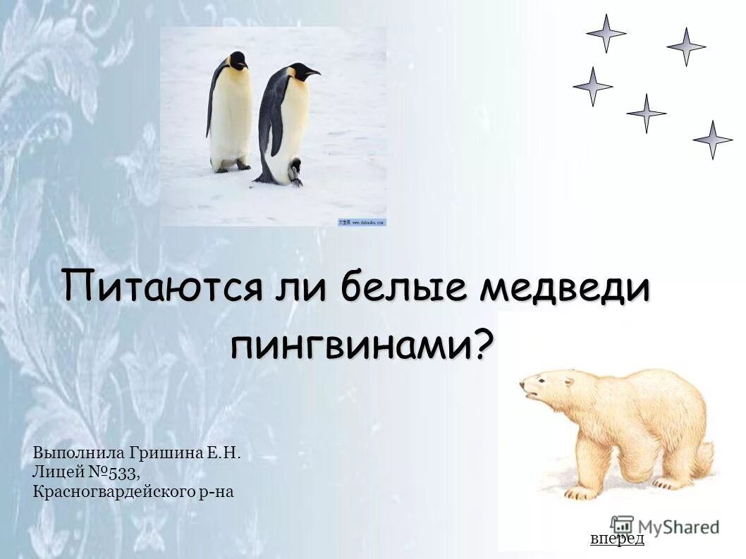 Охотятся ли медведи на пингвинов окружающий мир. Питаются ли белые медведи пингвинами. Белый медведь и Пингвин. Где обитают пингвины и белые медведи. Где живут белые пингвины.