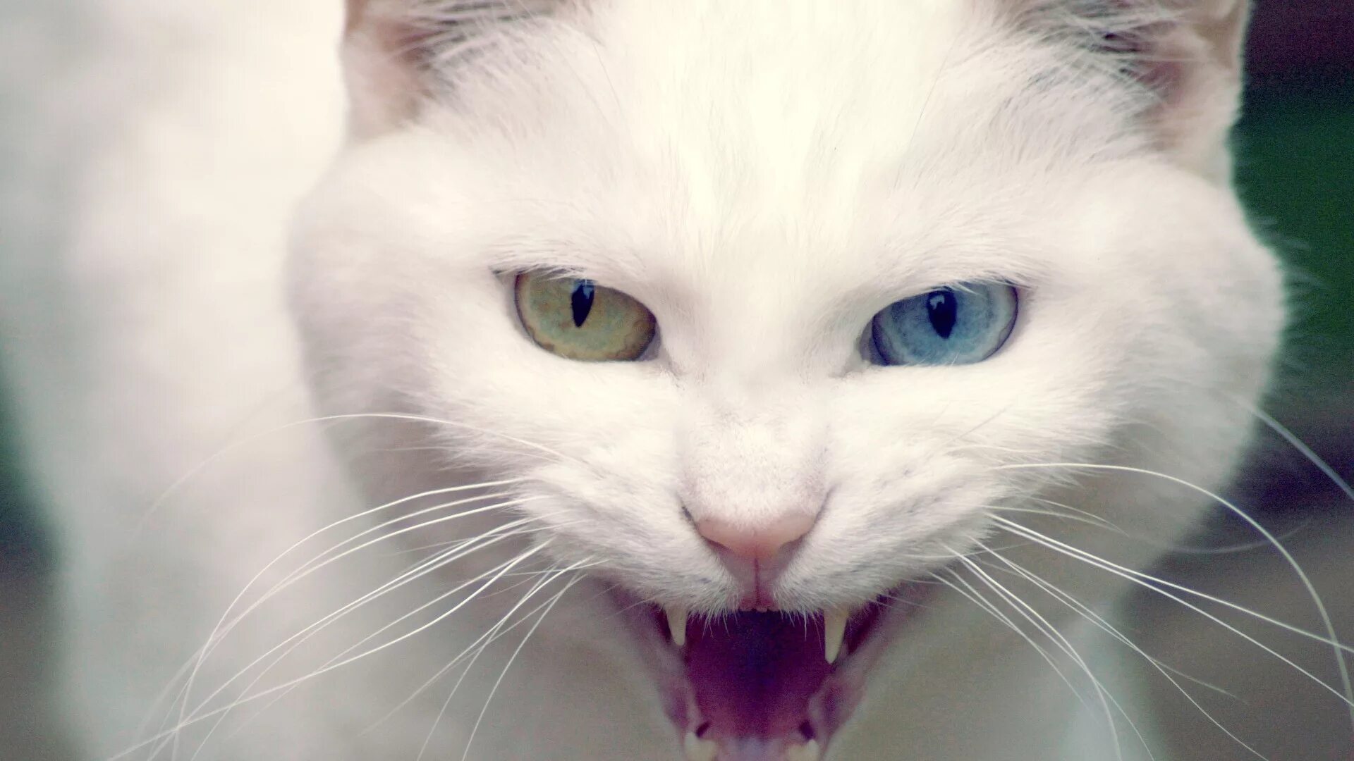 Киска мяу. Белый кот. Котики с разными глазами. Белый котик. Белые коты.