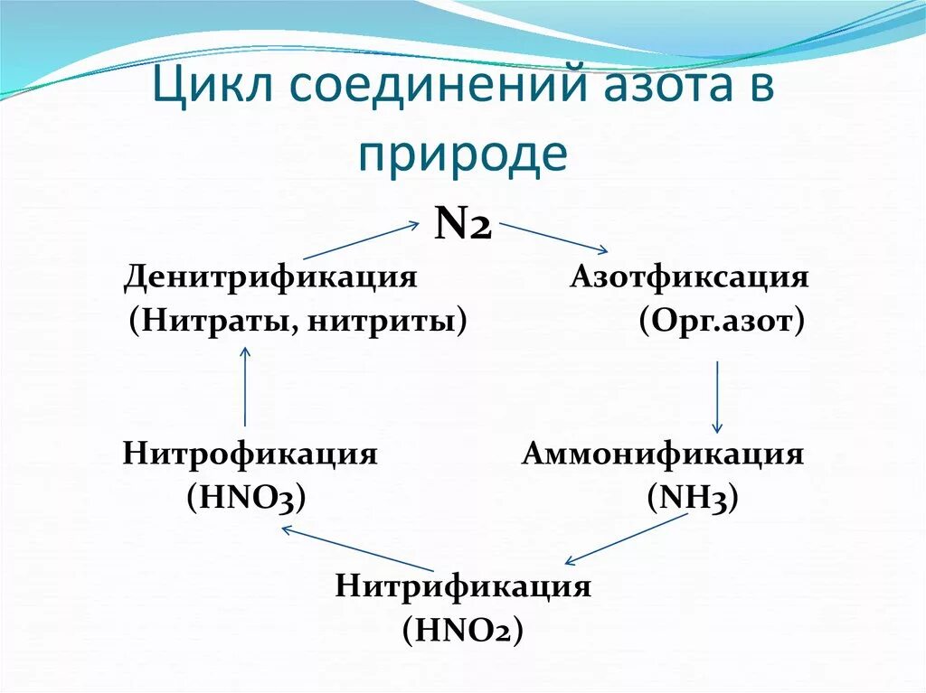 Цикл соединений азота в природе. Схехема соединений для азота. Циклы вещества азота. Соединения азота схема. Аммонификация