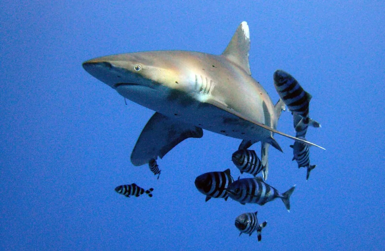 Комменсализм акула. Oceanic Whitetip Shark. Рыба прилипала и акула. Комменсализм акула и рыба прилипала. Комменсализм акула и рыба