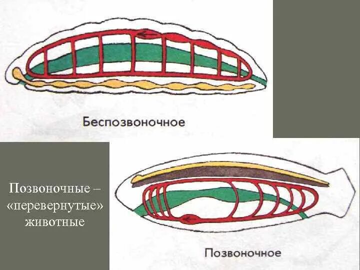 Общий план строения хордового животного. Общий план строения хордовых. строение беспозвоночных. общий план строения хордовых животных. строение беспозвоночных и позвоночных.