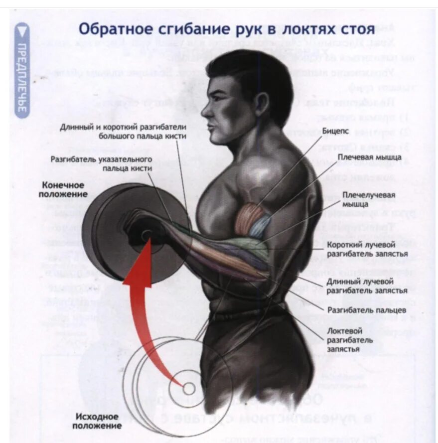 Как прокачать предплечье