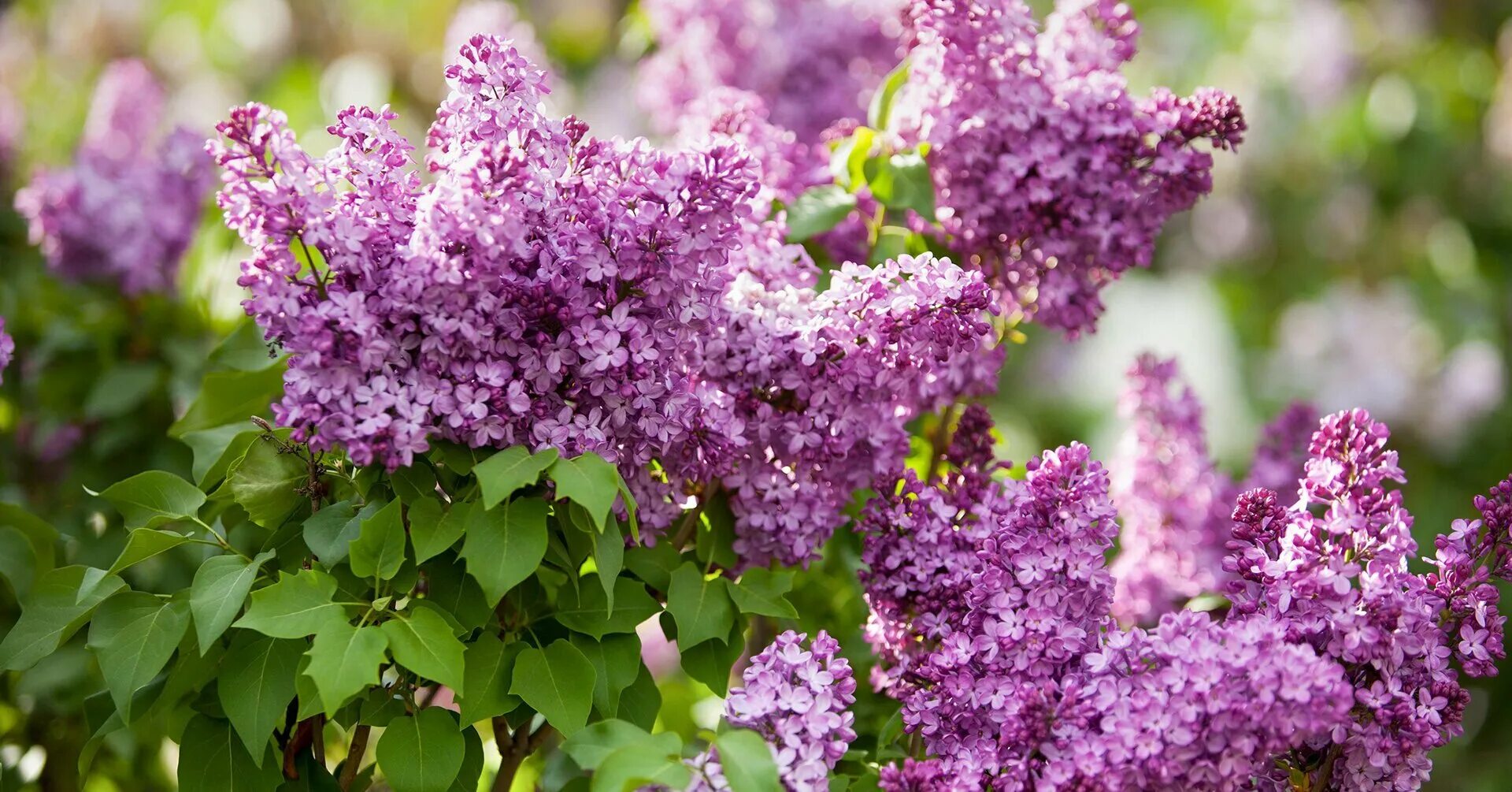 Видеть во сне сирень цветущую. Сирень звягинцева. семилистная сирень. сирень и жасмин. сирень никитинская.