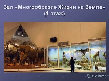 Зал многообразие жизни на земле