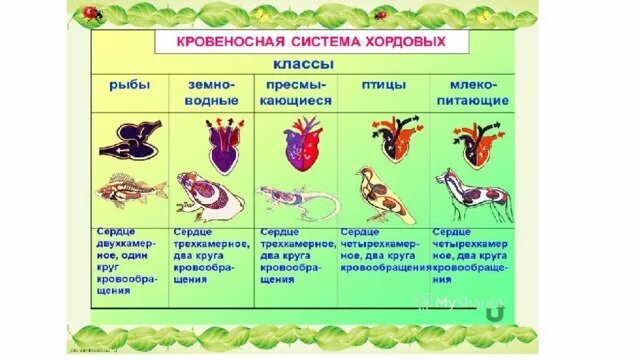 Филогенез кровеносной системы. Филогенез кровеносной системы хордовых таблица. Кровеносная система хордовых животных таблица. Филогенез кровеносной системы хордовых животных. Филогенез кровеносной