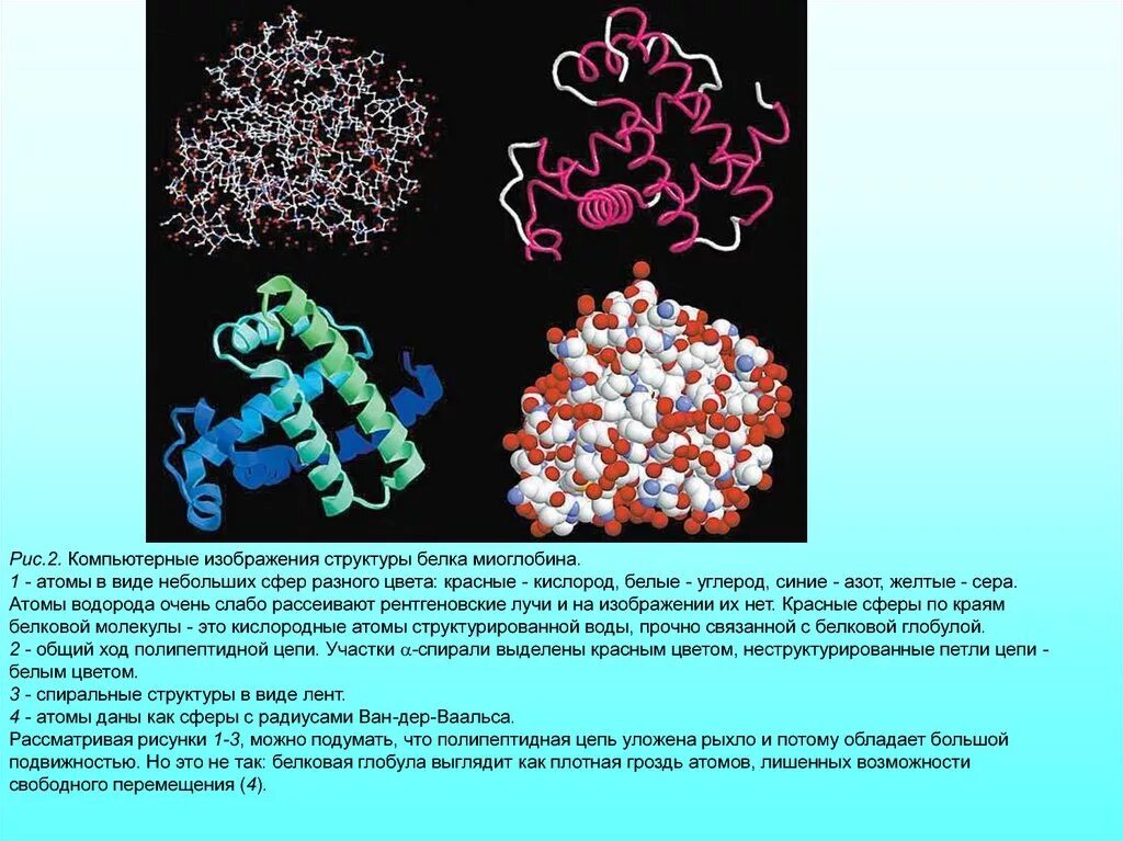 Белки группа соединений. Молекулярная биофизика. Миоглобин строение. Миоглобин структура. Структуры белка.