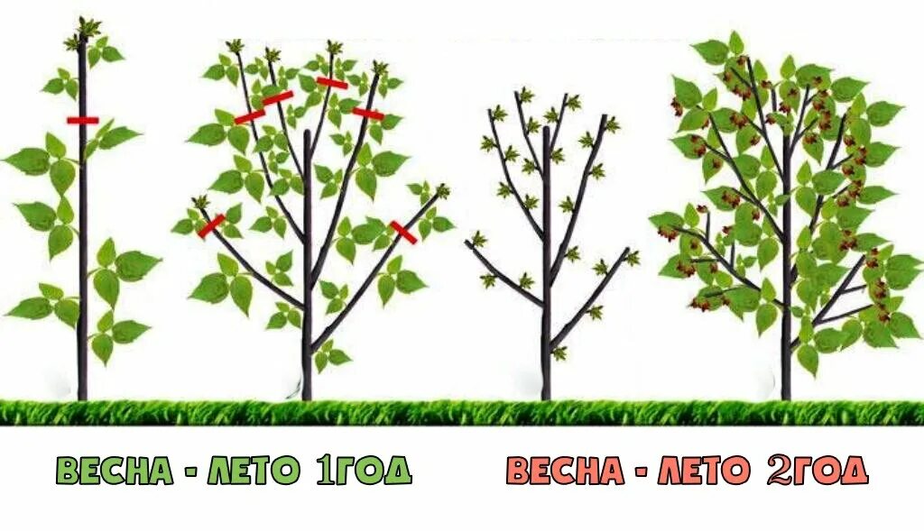 Как ухаживать за ежевикой весной. Штамбовый куст малины. Прищипывание малины весной. Схема обрезки ремонтантной малины весной. Обрезка малины весной схема.