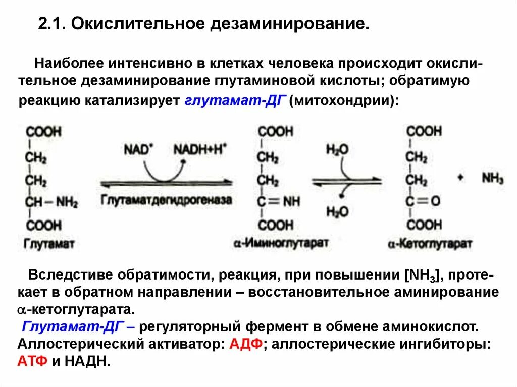 Реакция окислительного дезаминирования глутаминовой кислоты. Окислительное дезаминирование глутаминовой кислоты. Непрямое окислительное дезаминирование глутаминовой кислоты. Прямое и Непрямое окислительное дезаминирование.