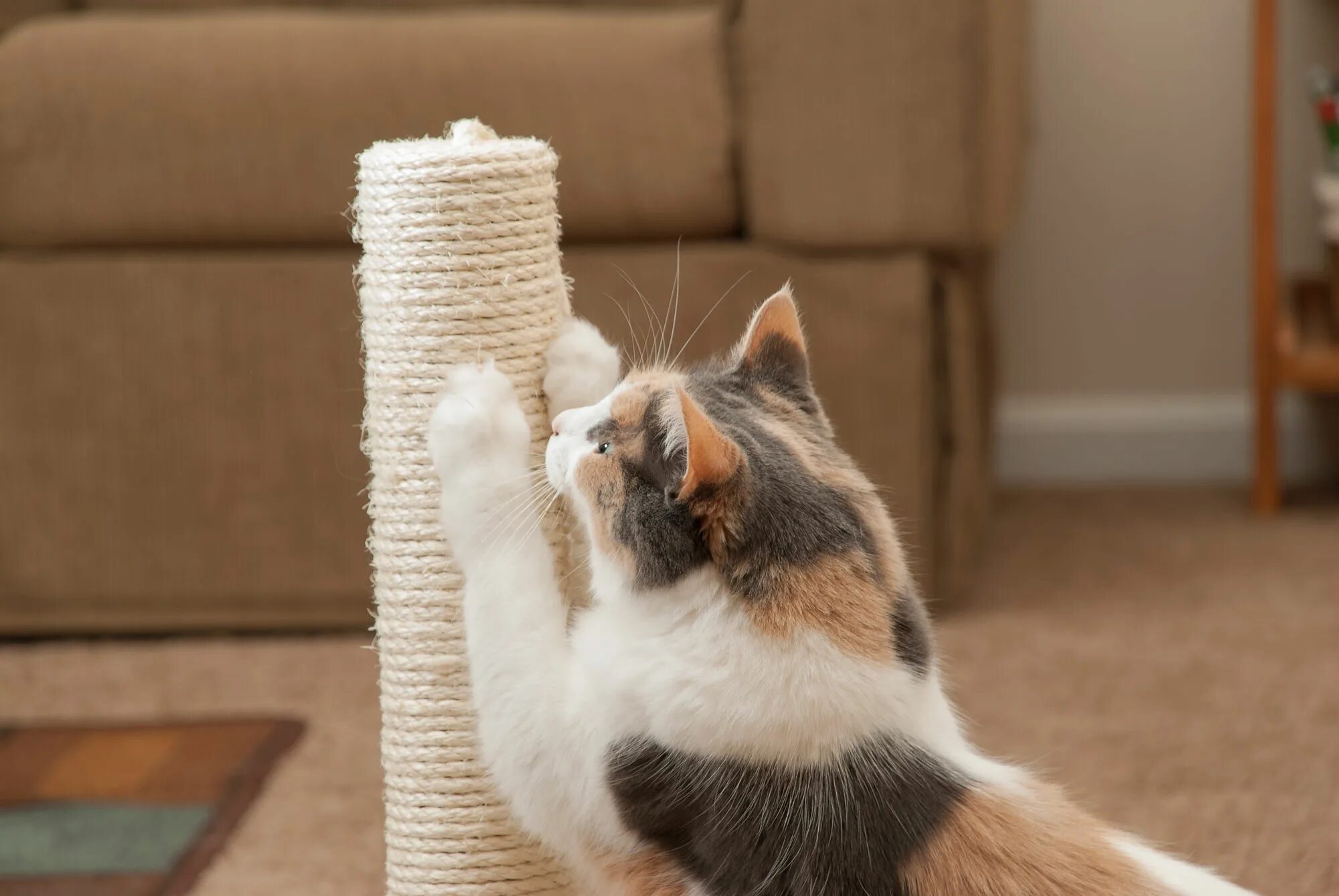 Cat scratcher. Когтеточка. Когтеточка для котенка. Кот дерет когтеточку. Ободранная когтеточка.