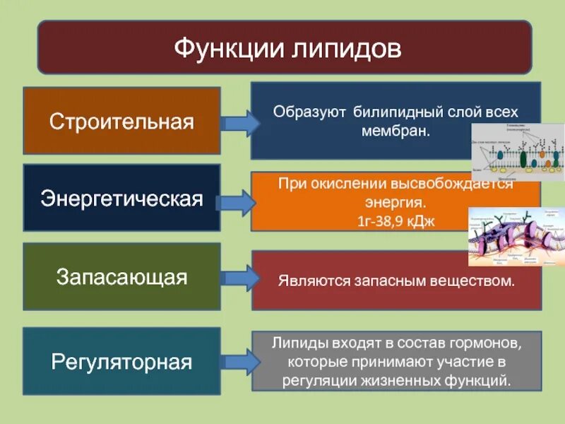 Липиды выполняющие строительную функцию. Функции липидов. Регуляторная функция липидов. Функция липидов строительная энергетическая. Функции липидов запас энергии.