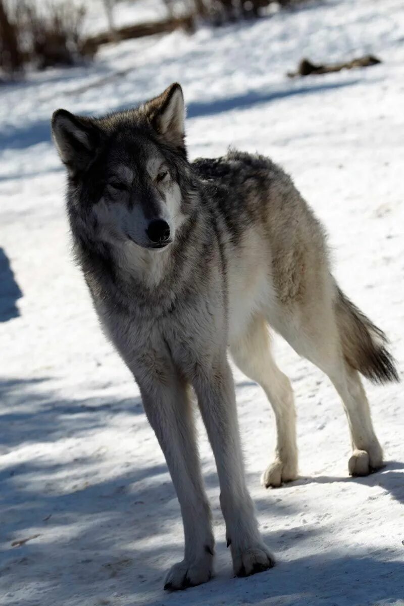 Coyote Masrking Territory stock image. Image of territorial - 16910955