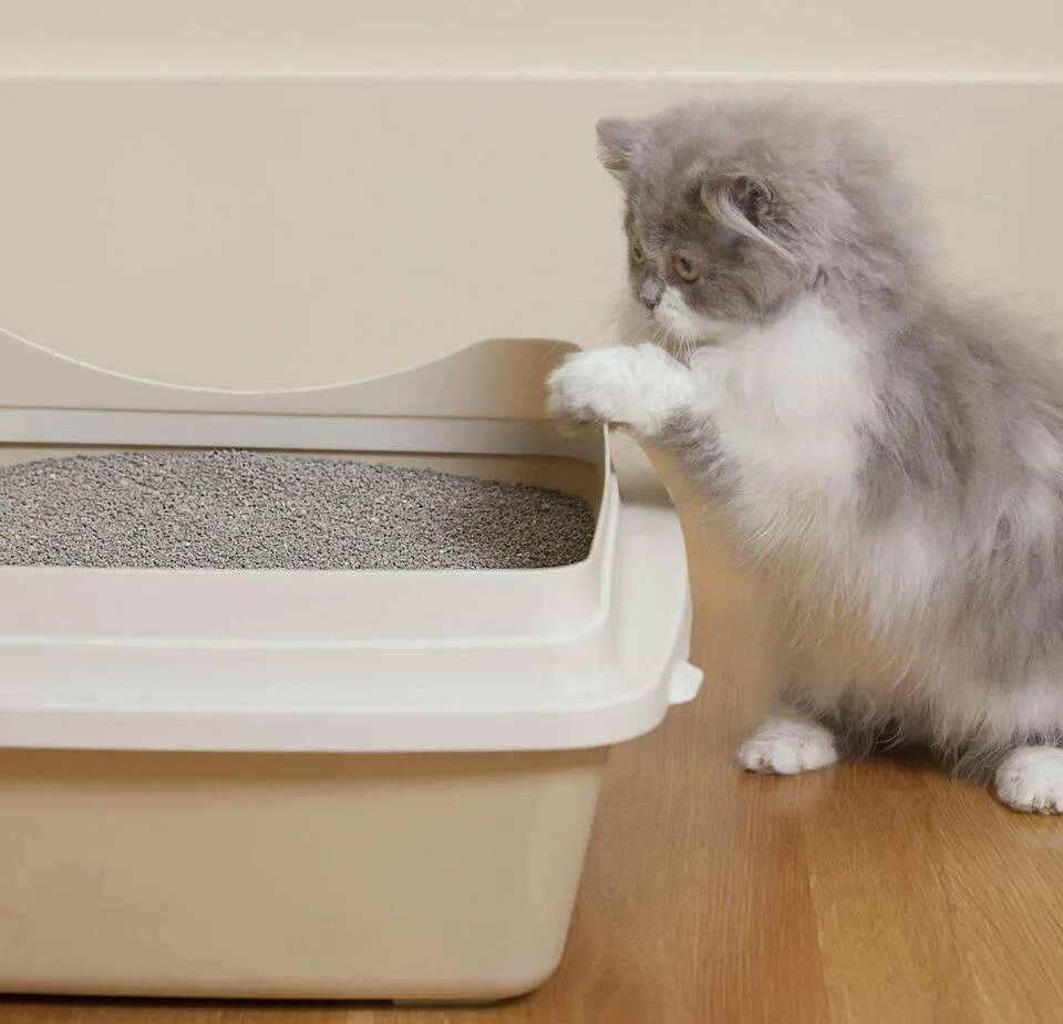 Котенок ходит в горшок. Лоток для котят. лоток в квартире для кота. котенок ходит в лоток. котик в лотке.