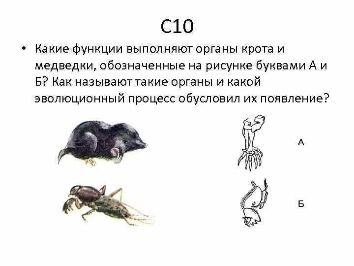 Направление эволюции крота. Функции конечностей крота и медведки. Конечности крота и медведки. Какие функции выполняют органы крота и медведки. Роющие конечности крота и медведки.