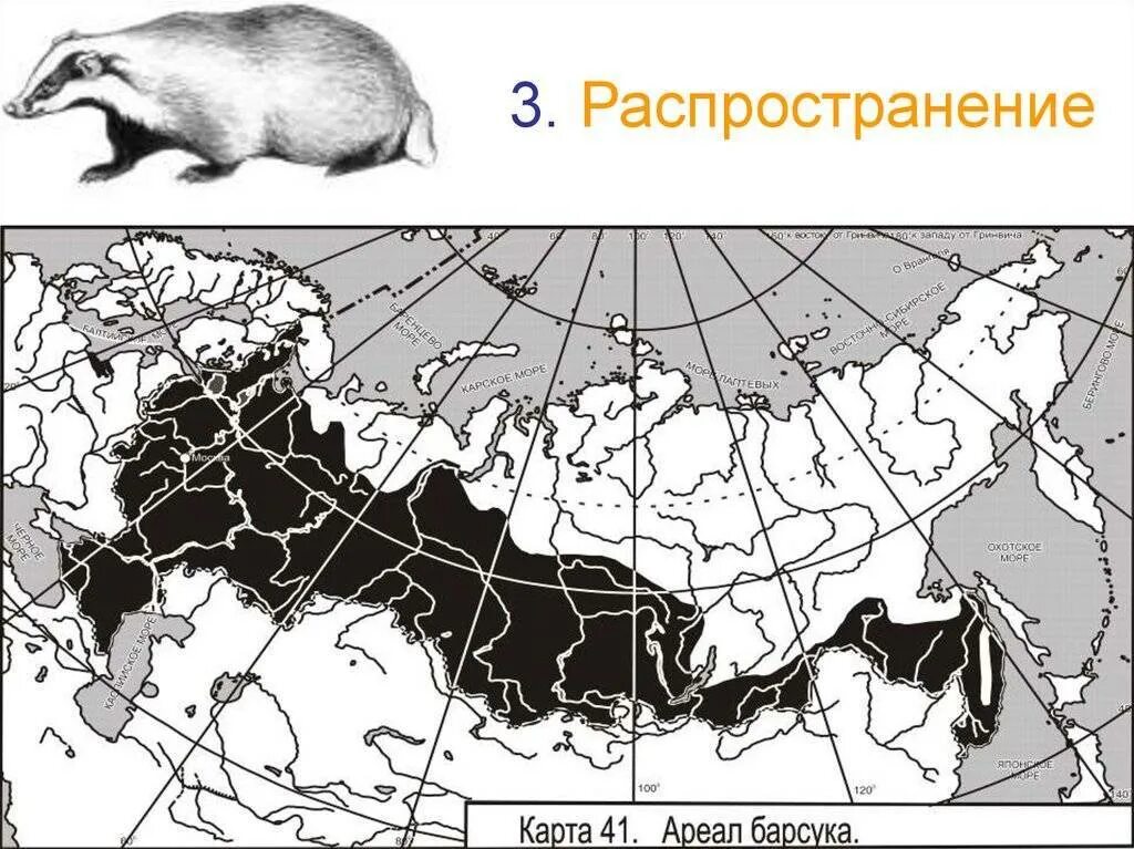 Ареал обитания Барсуков в России. Барсук ареал обитания в России. Ареал обитания Барсуков карта. Ареал обитания барсука в России на карте.