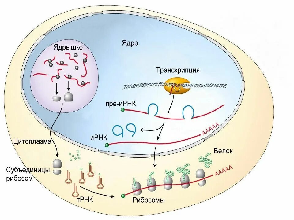 Синтез рибосом в ядрышке. Схема синтеза белка в рибосоме. Ядрышко Синтез РНК И белков. Биосинтез белка транскрипция процессинг. Синтез белка в бактериальной клетке