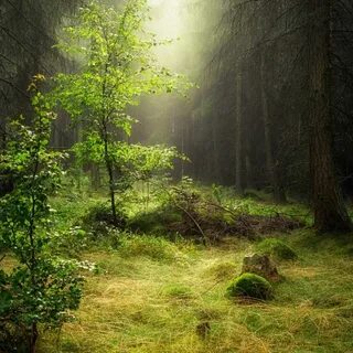 Forest dew