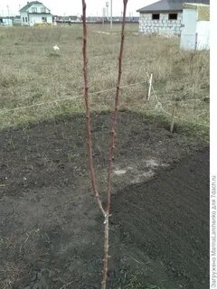Как выглядит саженец груши