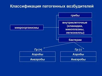 Группы патогенности бактерии