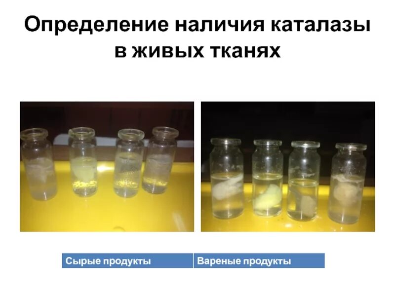 Каталитическая активность каталазы. Каталитическая активность ферментов в живых тканях. Каталитическая активность фермента каталазы в живых тканях. Опыт каталитическая активность ферментов в живых тканях. Пероксид водорода и картофель