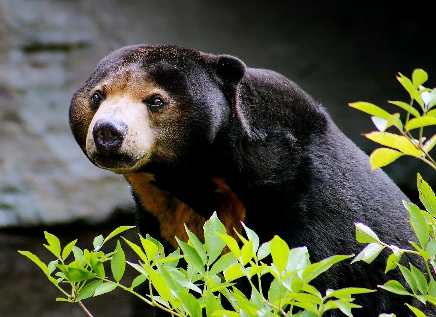 Бурый и гималайский медведь. Какие виды медведей есть. Солнечный медведь бируанг. Гризли альбинос. Очковый медведь против губача.