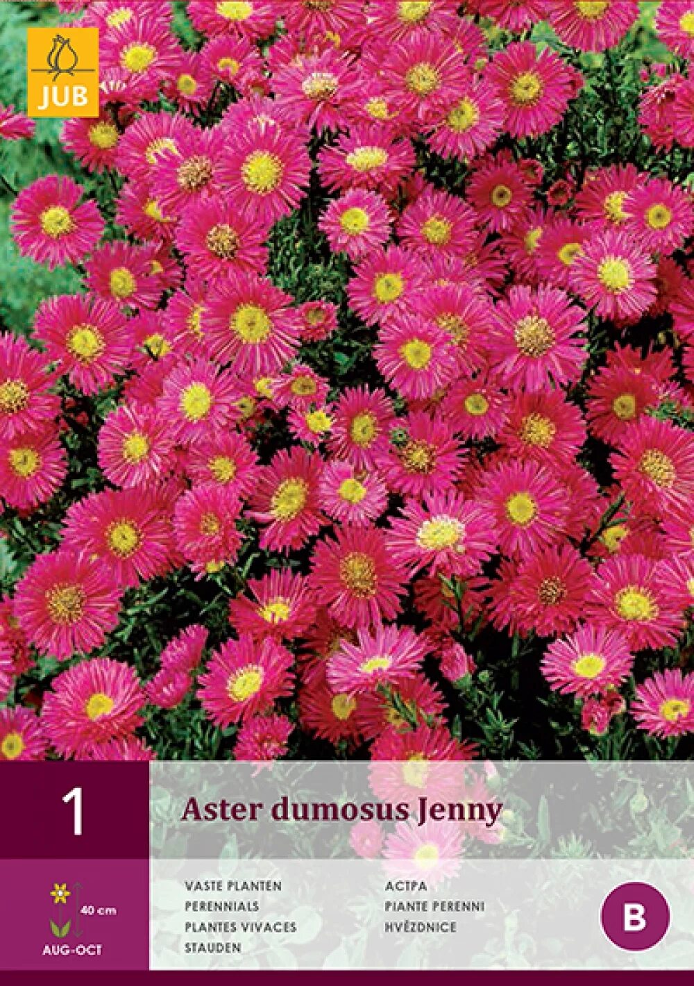 Aster dumosus Jenny. Роял руби