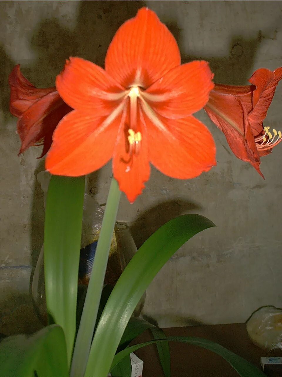 Гиппеаструм амариллис оранжевый. Кливия амариллис. Лилия гиппеаструм. Лилия гиппеаструм цветок.