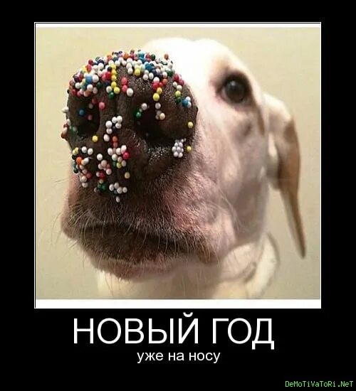 Вот и декабрь на носу. Зима на носу. Животные с бабочкой на носу. Что у вас на носу прикол. Что у вас на носу прикол.