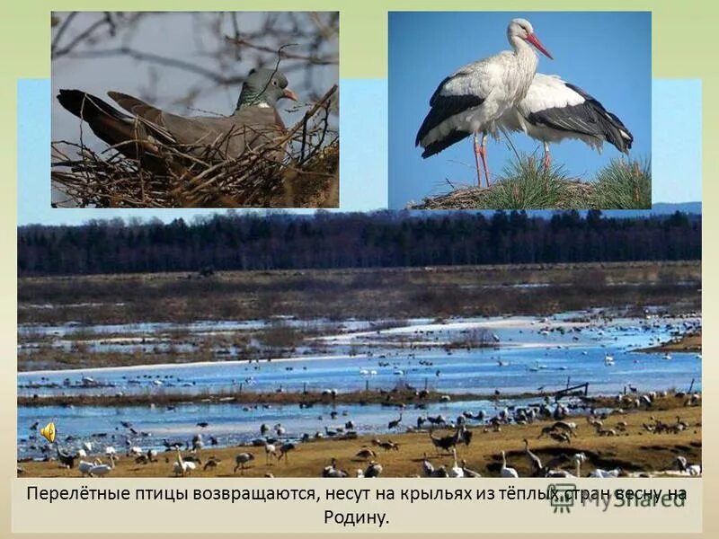 перелетные птицы возвращаются. перелетные птицы. птицы которые возвращаются весной из теплых краев. птицы возвращаются из теплых. перелетные птицы.