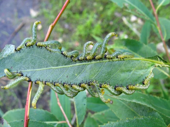 гусеница ест листья. оса листорез. оидиум erysiphe necator schweinitz. пчела листорез. вязовый ильмовый листоед.