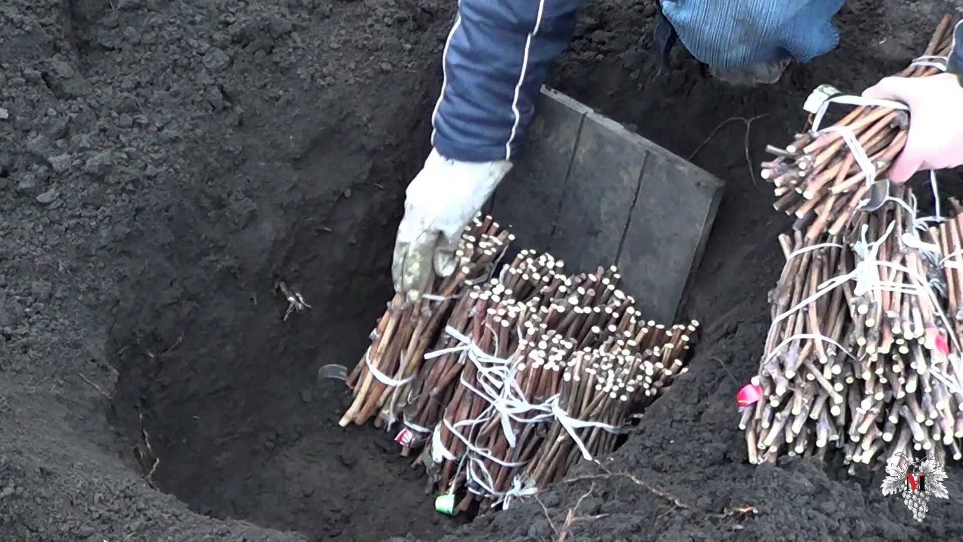Посадка чубуков винограда под зиму. Кильчевание винограда. виноград в ящике. саженцы винограда. выкопка и хранение посадочного материала.