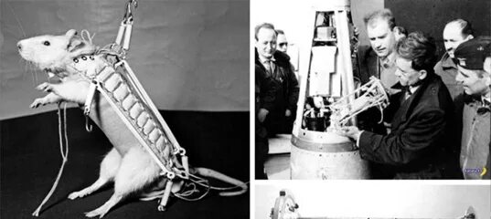 Экспериментатор поместил домовую мышь. Крыса Гектор в космосе. Крысы Кастор и Поллукс. Крысы Гектор, Кастор и Поллукс. Крысы и мыши в космосе.