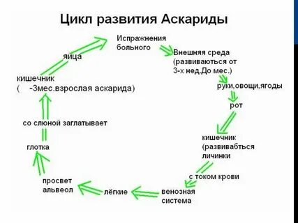 Цикл 7 схема