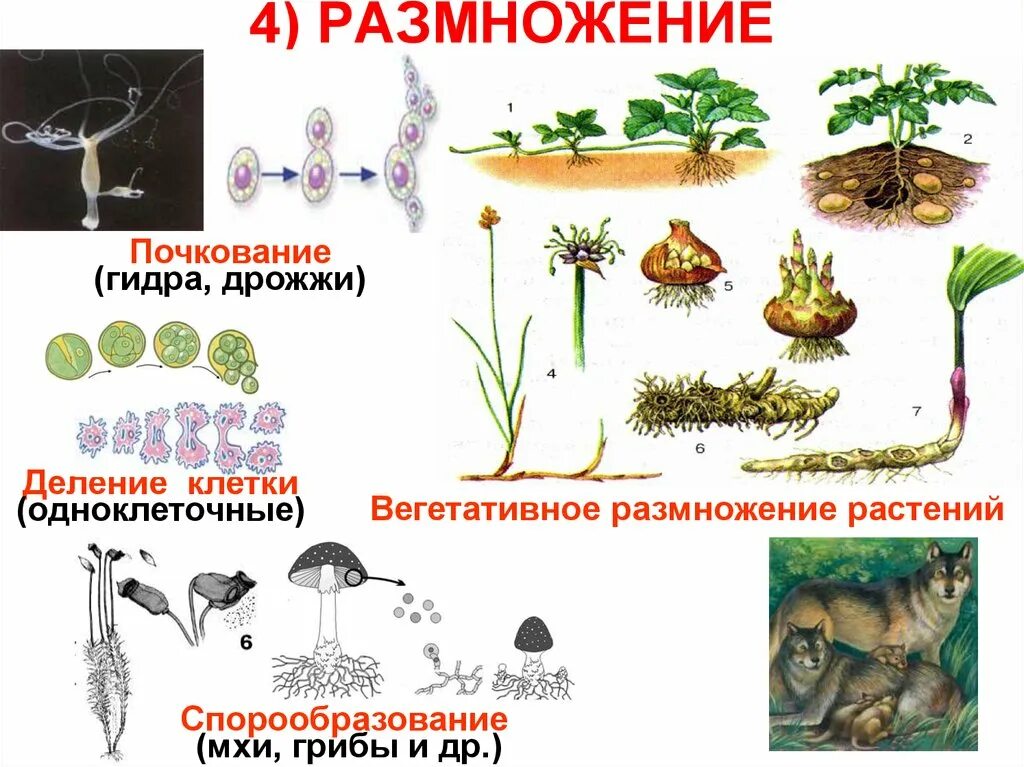 Спорообразование и вегетативное размножение. Размножение растений. Растения размножающиеся почкованием. Вегетативное размножение почкование. Почкование спорообразование вегетативное.