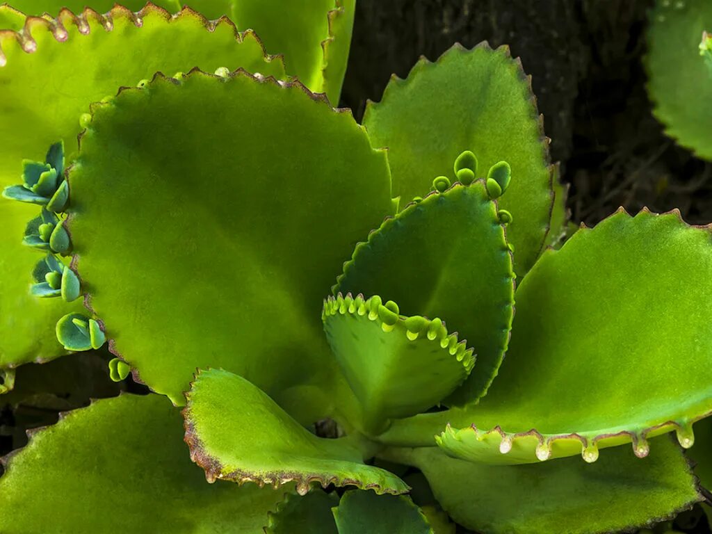 Каланхоэ перистое Kalanchoe pinnata. Каланхоэ пильчатолистное (Kalanchoe serratifolium). Kalanchoe pinnáta каланхоэ перистое. Каланхоэ бриофиллум Дегремона. Каланхоэ в медицине