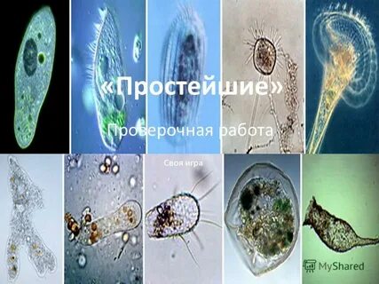 Мир без простейших