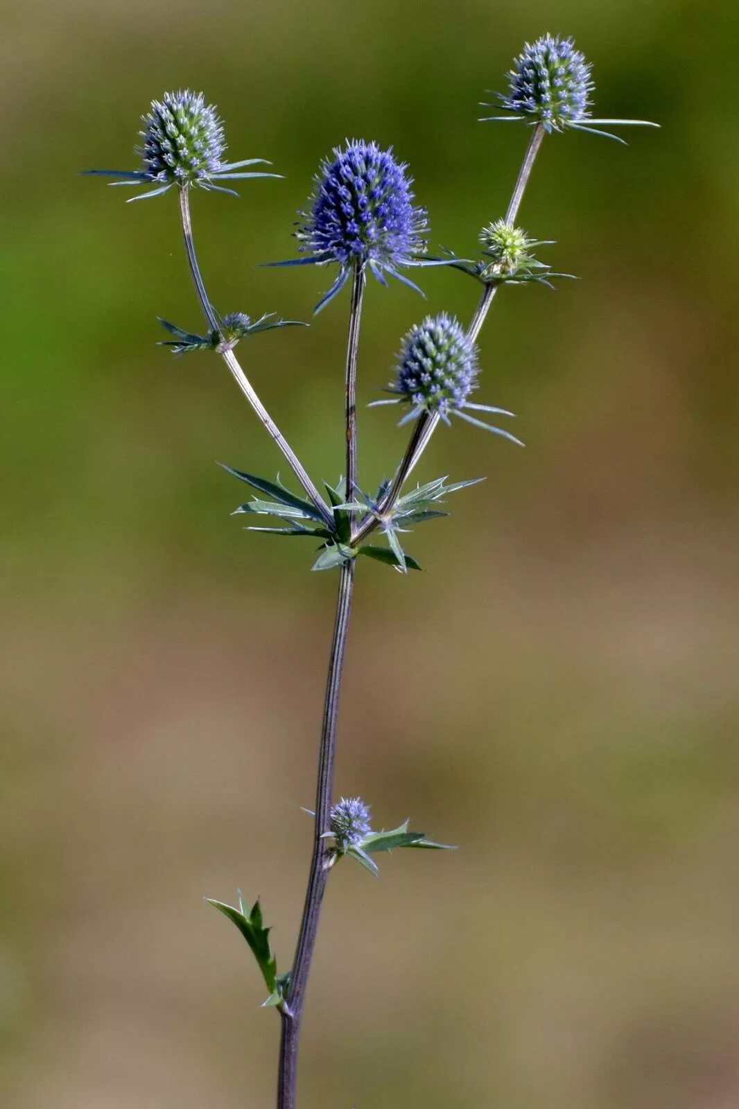 Синеголовник (Eryngium). Синеголовник полевой. Чертополох синеголовник. Синеголовник эрингиум. Колючки виды растений