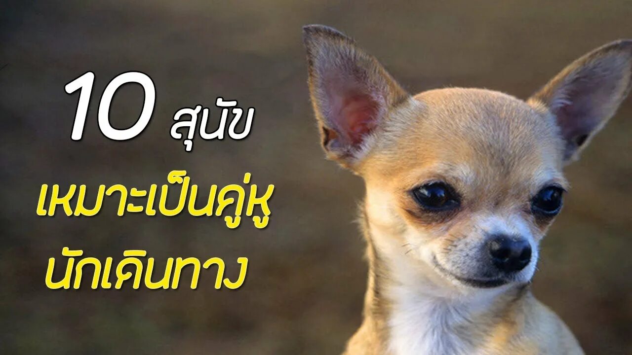 порода чивава микс собака. чивава что это. чивава что это. собачка чухвахва. мексиканский чихуахуа гладкошерстный.