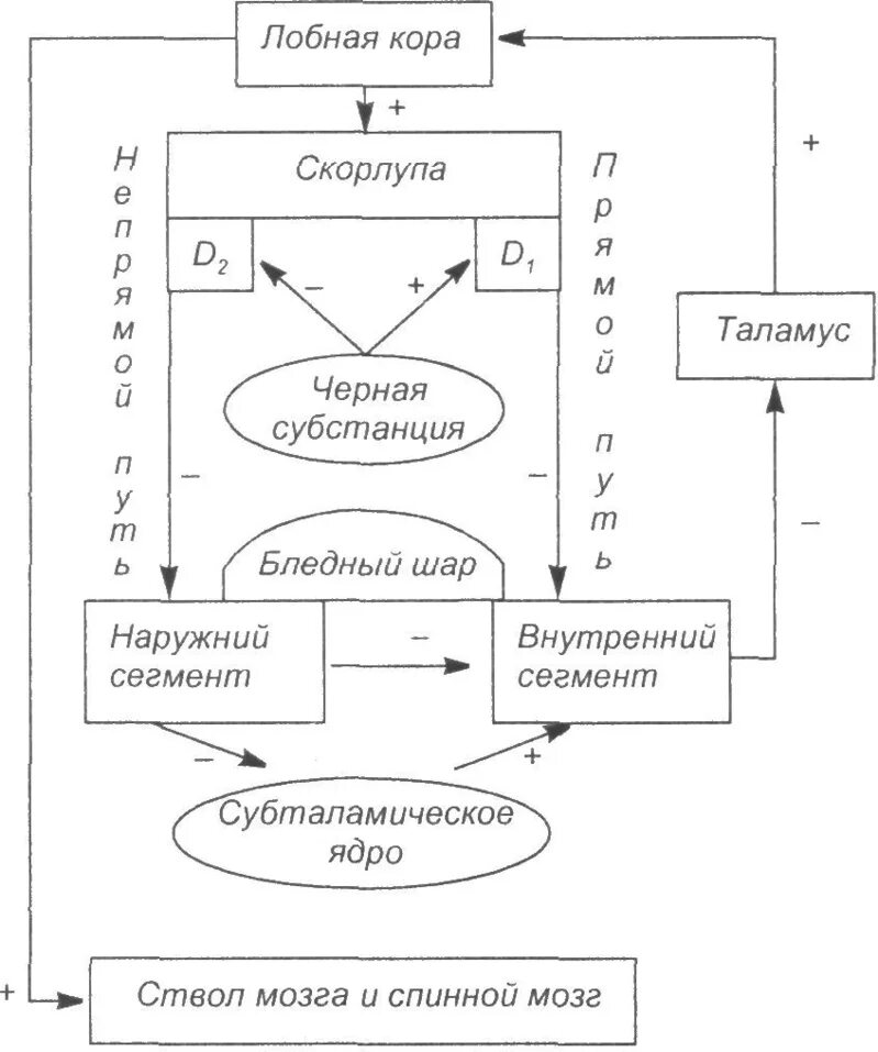 Прямой путь значение. Схема функциональной организации экстрапирамидной системы. прямой и непрямой путь экстрапирамидной системы. стриопаллидарная система непрямой путь. пути экстраполидарной системы.