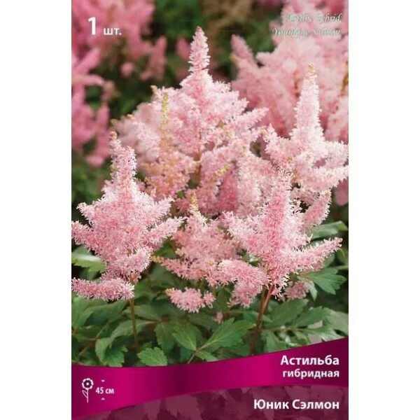 Астильба юник церизе. Юник гибрид. Астильба юник церизе. Астильба юник пинк. Астильба гибридная юник вайт.