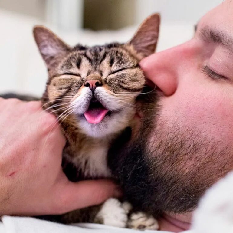 Кошка целует. Кошка и хозяин. Кошкаи хощяин. Что любят кошки.