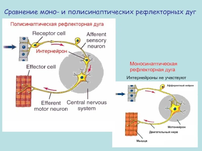 Структура моно. Полисинаптические спинальные рефлексы. моносинаптический рефлекс спинного мозга. моносинаптические рефлексы физиология. полисинаптическая дуга физиология.