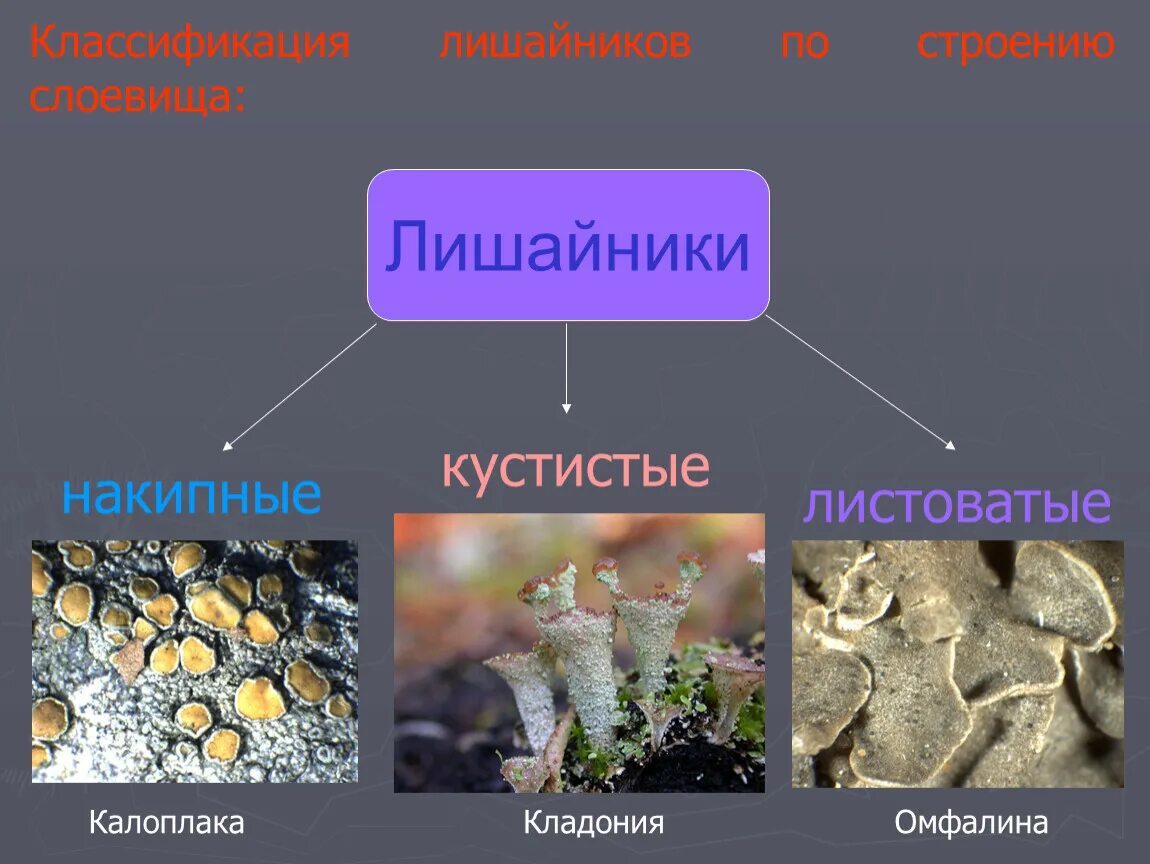 Проект накипные лишайники 5 класс биология. Листоватые лишайники презентация. Лишайник по биологии. Классификация лишайников по строению слоевища. Вывод лишайников