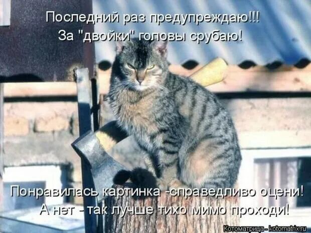 вообще придурок. вообще придурок. прикольные таблички про собак. вообще придурок. осторожно злая собака а кот.