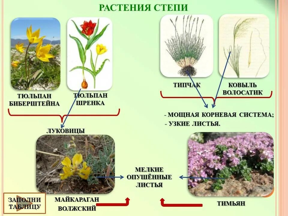 Растения степи. Растения степи России. Приспособления растений в степи. Степные растения растения степей. Какие травы в степи