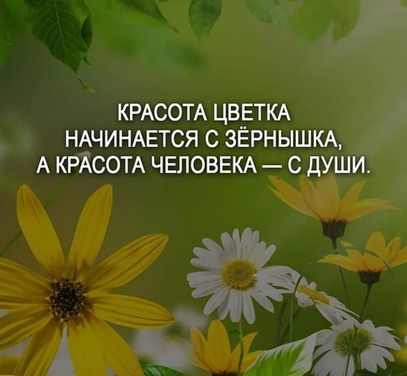 Статусы о цветах. Цветы высказывания афоризмы. Красивые высказывания о цветах. Цветы и Мудрые высказывания. Высказывания про цветы.